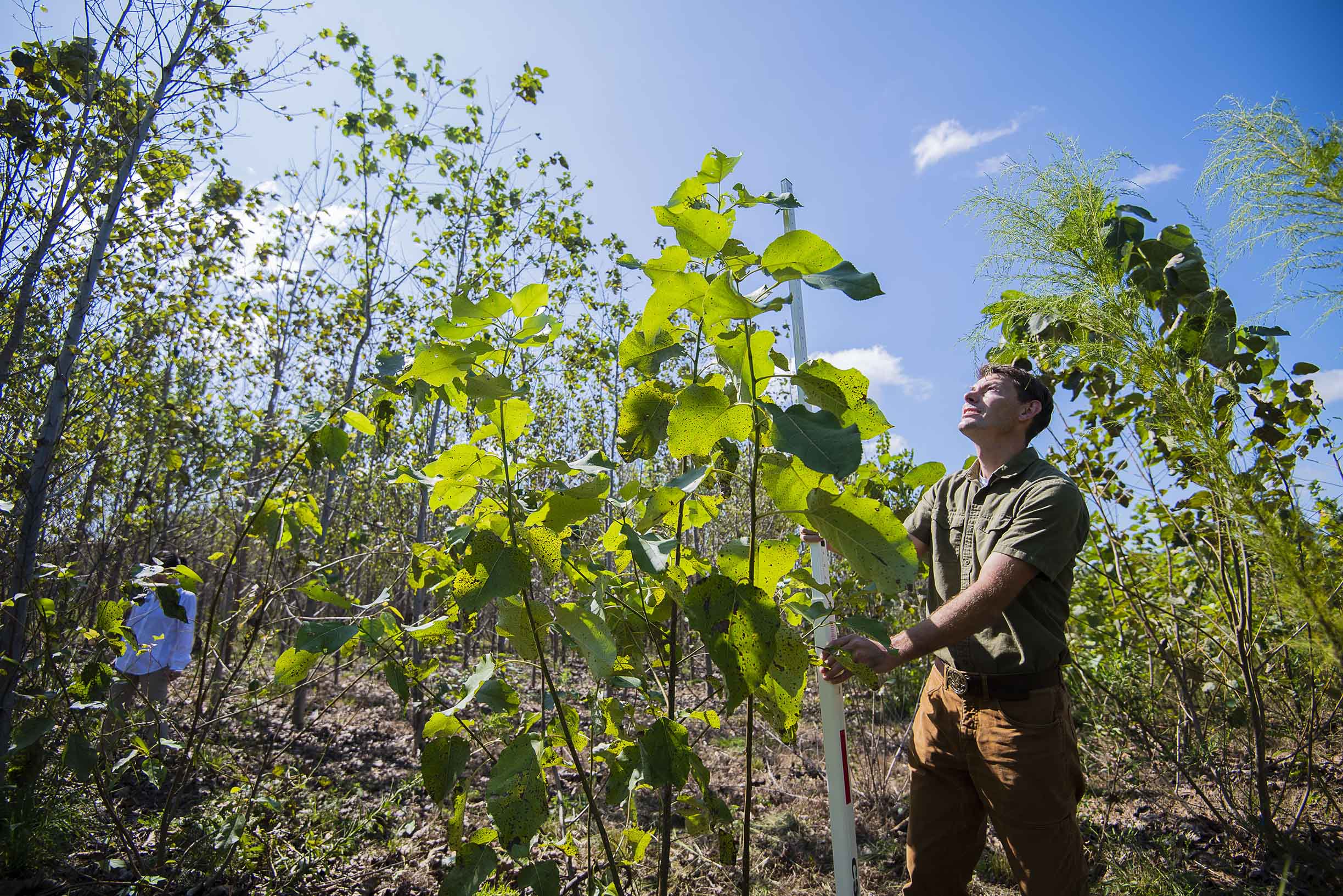 Forestry Major